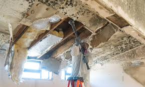 Professional Mold Removal in Troy, AL